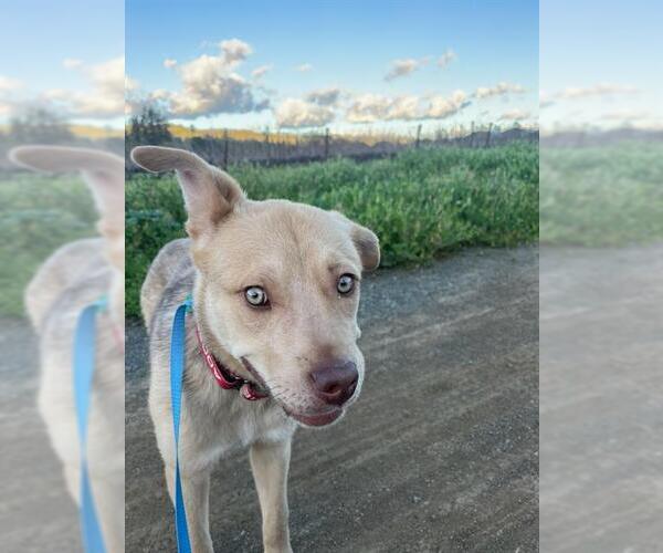 Medium Photo #1 Mutt Puppy For Sale in Petaluma, CA, USA