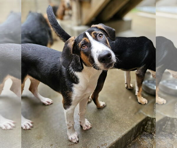 Medium Photo #2 Coonhound-Unknown Mix Puppy For Sale in Chicago, IL, USA