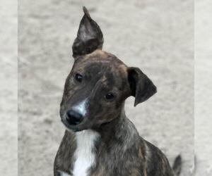 Medium Retriever  Mix