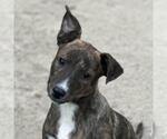 Small Retriever  Mix