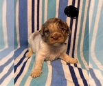 Small #2 Goldendoodle