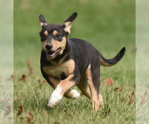 Tulip - Female Australian Shepherd-Unknown Mix Dog for Adoption - Photo #7