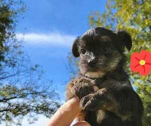 Yorkshire Terrier Puppy for sale in WETUMPKA, AL, USA