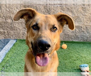 German Shepherd Dog-Unknown Mix Dogs for adoption in Moreno Valley, CA, USA
