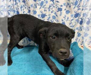 Texas Heeler Dogs for adoption in Modesto, CA, USA