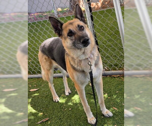 Medium Photo #1 German Shepherd Dog Puppy For Sale in Downey, CA, USA