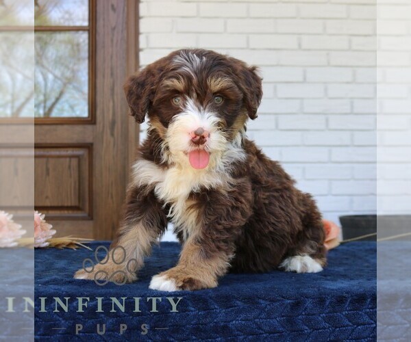 Medium Photo #2 Bernedoodle (Miniature) Puppy For Sale in PARADISE, PA, USA