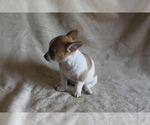 Small #6 Chihuahua