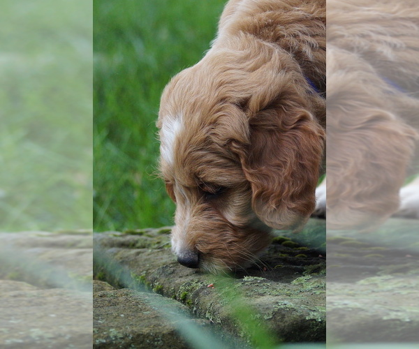 Medium Photo #4 Goldendoodle (Miniature) Puppy For Sale in MILLERSBURG, OH, USA