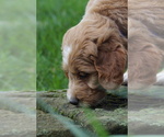 Small #3 Goldendoodle (Miniature)