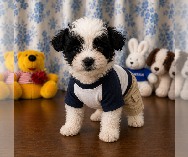 Medium Photo #5 Morkie Puppy For Sale in DURHAM, CT, USA