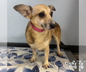 Jack Russell Terrier-Unknown Mix Dogs for adoption in Washington, DC, USA