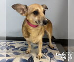 Small Jack Russell Terrier Mix