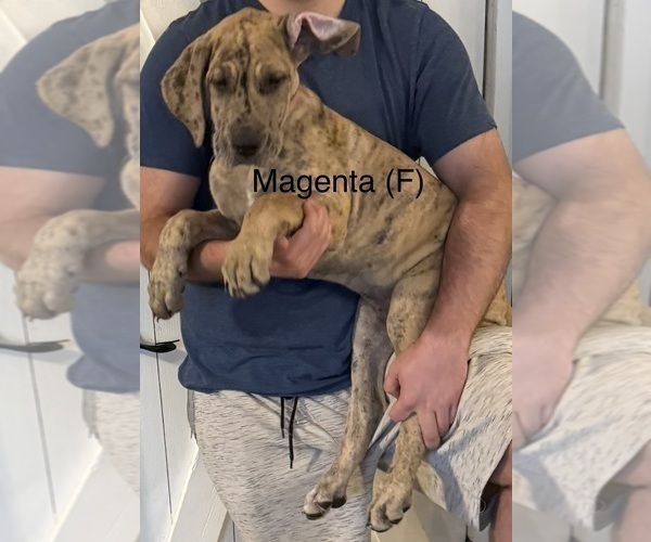 Medium Photo #3 Great Dane Puppy For Sale in GALLOWAY, OH, USA