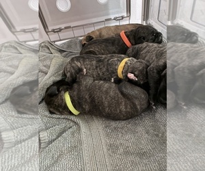 Cane Corso Puppy for sale in MOUNT MORRIS, MI, USA