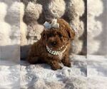 Small #18 Poodle (Toy)