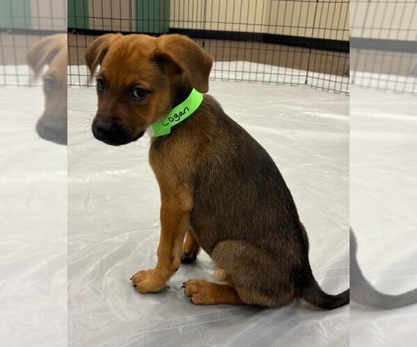 Medium Photo #4 Labrador Retriever-Unknown Mix Puppy For Sale in Lakewood, CO, USA