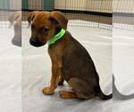 Small #3 Labrador Retriever Mix