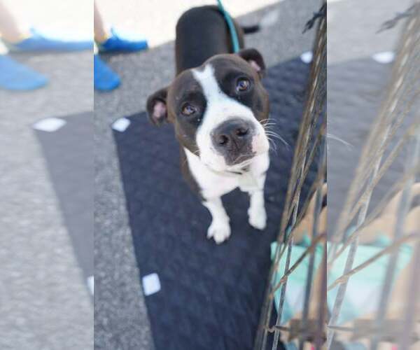 Medium Photo #5 American Staffordshire Terrier-Unknown Mix Puppy For Sale in Holly Springs, NC, USA