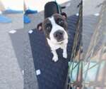 Small #4 American Staffordshire Terrier Mix