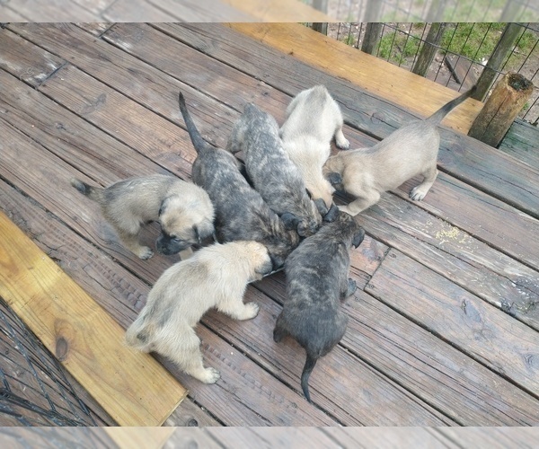 Medium Photo #1 Daniff Puppy For Sale in MARSHALL, AR, USA