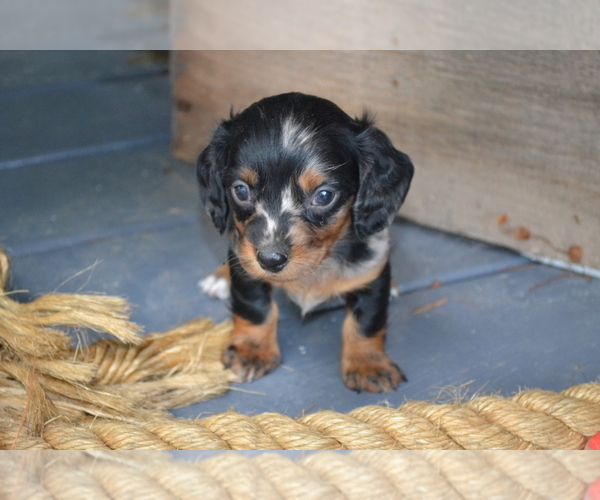 Medium Photo #3 Dachshund Puppy For Sale in GREENWOOD, WI, USA