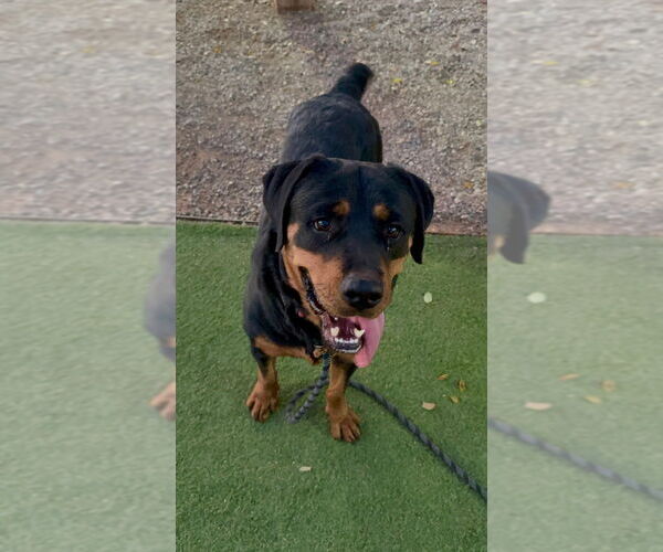 Medium Photo #2 Rottweiler Puppy For Sale in Gilbert, AZ, USA