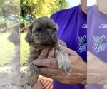 Small Photo #6 Shih Tzu Puppy For Sale in RIO LINDA, CA, USA