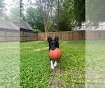 Small #3 Border Collie Mix