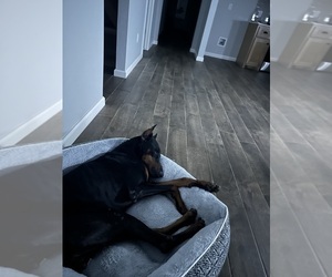 Mother of the Australian Shepherd-Doberman Pinscher Mix puppies born on 08/13/2025