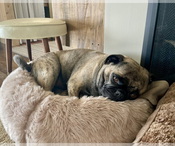 Medium Photo #9 Buggs Puppy For Sale in Sandy, UT, USA