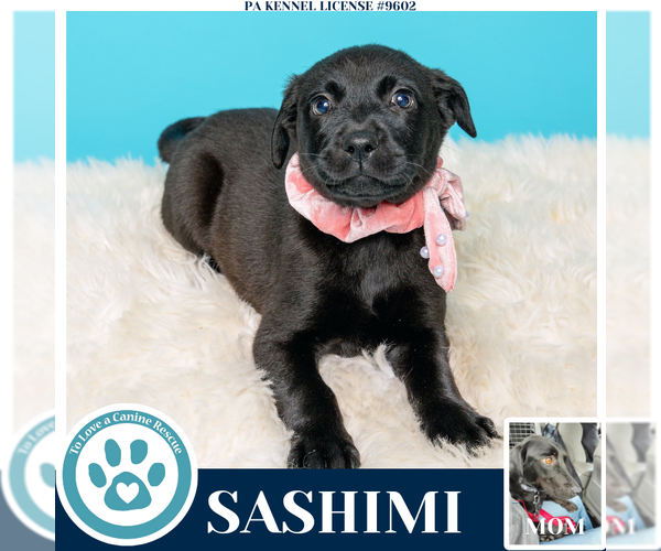 Medium Photo #6 Labrador Retriever Puppy For Sale in Kimberton, PA, USA