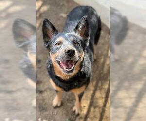 Australian Cattle Dog Dogs for adoption in Riverside, CA, USA