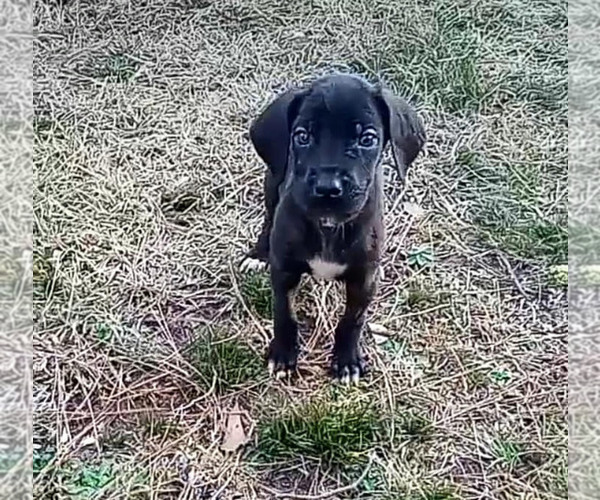Medium Photo #1 Great Dane Puppy For Sale in ATLANTA, GA, USA