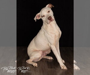 Naux FNA “Spuds” - Male Mutt Dog for Adoption - Photo #9