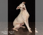 Small Photo #9 Mutt Puppy For Sale in Claremore, OK, USA