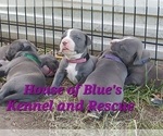 Small #16 American Pit Bull Terrier