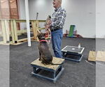 Small #5 Staffordshire Bull Terrier