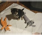 Small Photo #1 Shiba Inu Puppy For Sale in FAIRVIEW HEIGHTS, IL, USA