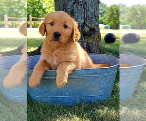 Golden Retriever Puppy for sale in PLYMOUTH, IN, USA