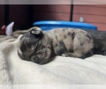 Small Photo #5 Pug Puppy For Sale in BLOOMINGTON, IL, USA