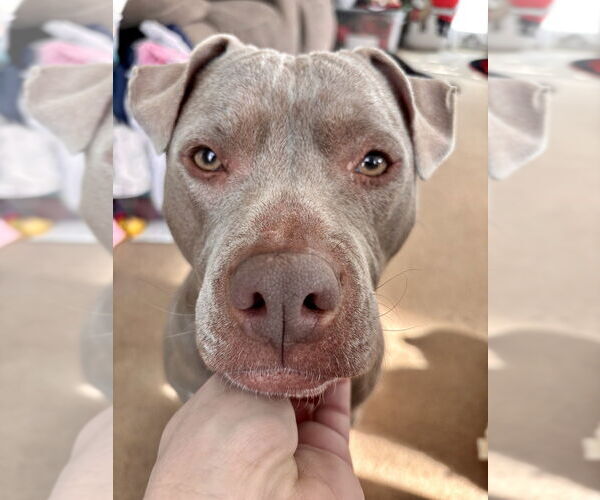 Medium Photo #18 American Staffordshire Terrier-Unknown Mix Puppy For Sale in Brewster, NY, USA