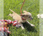 Small #2 Chihuahua