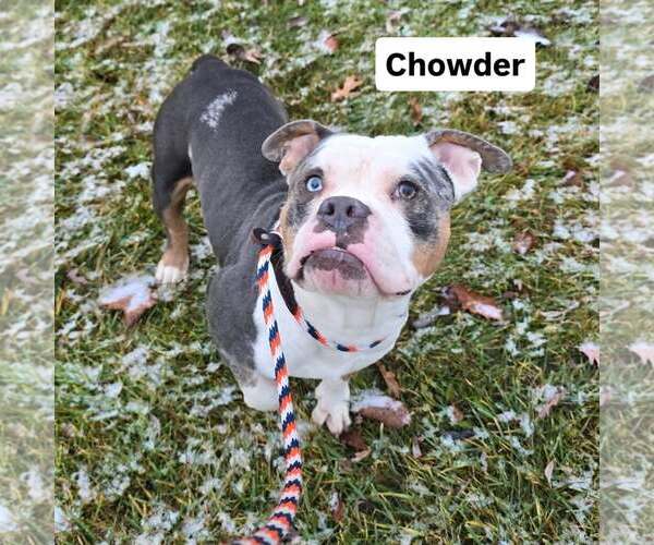Medium Photo #2 American Pit Bull Terrier-Bulldog Mix Puppy For Sale in Frankenmuth, MI, USA