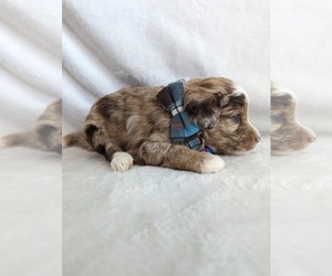 F2 Aussiedoodle Puppy for Sale in SURPRISE, Arizona USA