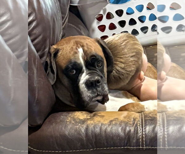 Medium Photo #2 Boxer Puppy For Sale in Austin, TX, USA