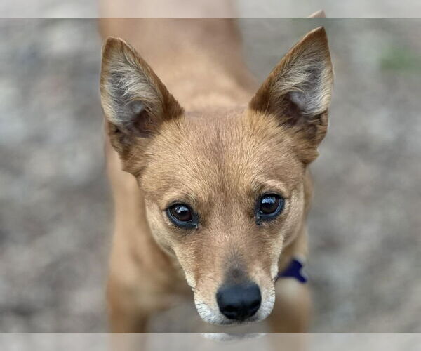 Medium Photo #3 Rat-Cha Puppy For Sale in Cookeville, TN, USA