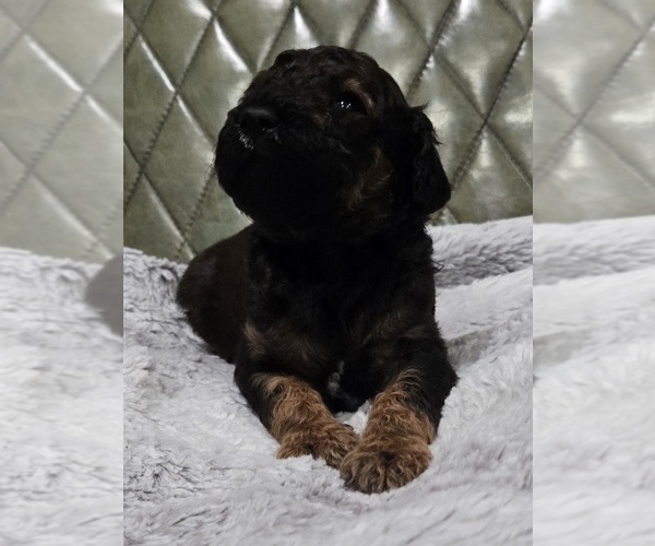 Medium Photo #13 Poodle (Standard) Puppy For Sale in CONROE, TX, USA