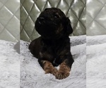 Small #3 Poodle (Standard)