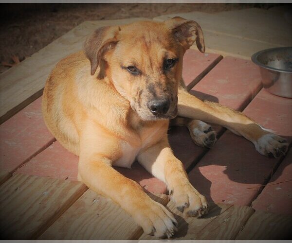 Medium Photo #11 Catahoula Leopard Dog-Unknown Mix Puppy For Sale in Spring, TX, USA